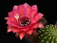 Thumbnail of 1606_Trichocereus spec._20150721(1).JPG